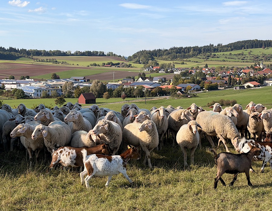 Vereinsausflug in den Schwarzwald