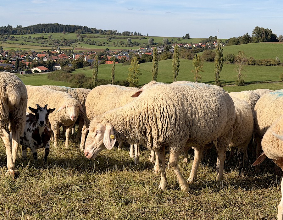 Vereinsausflug in den Schwarzwald
