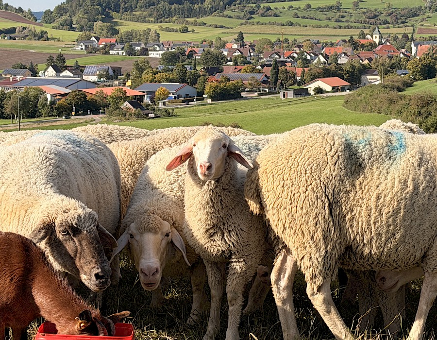 Vereinsausflug in den Schwarzwald