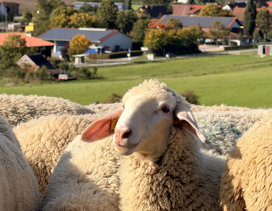 Vereinsausflug in den Schwarzwald
