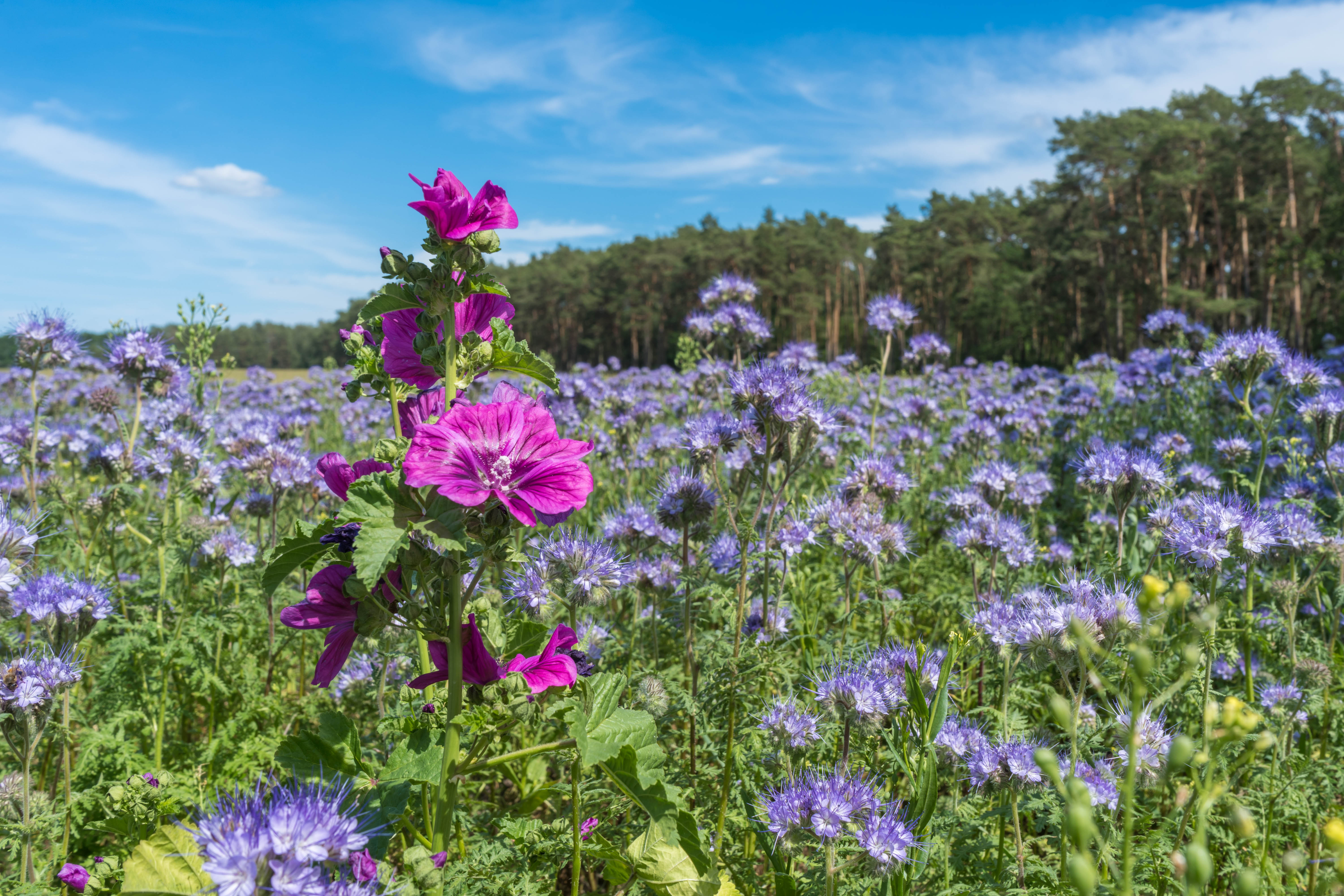 Der Odenwald blüht