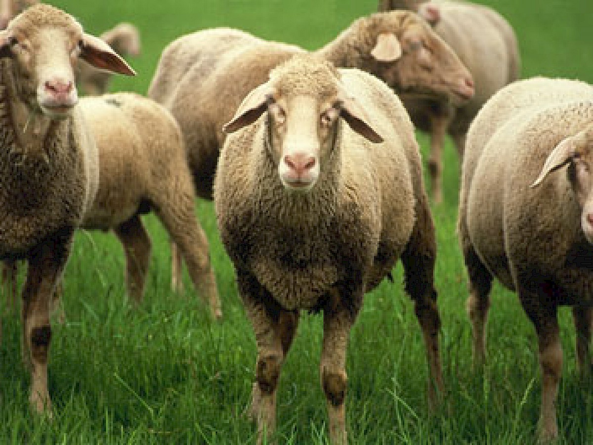 Merino-Landschaf