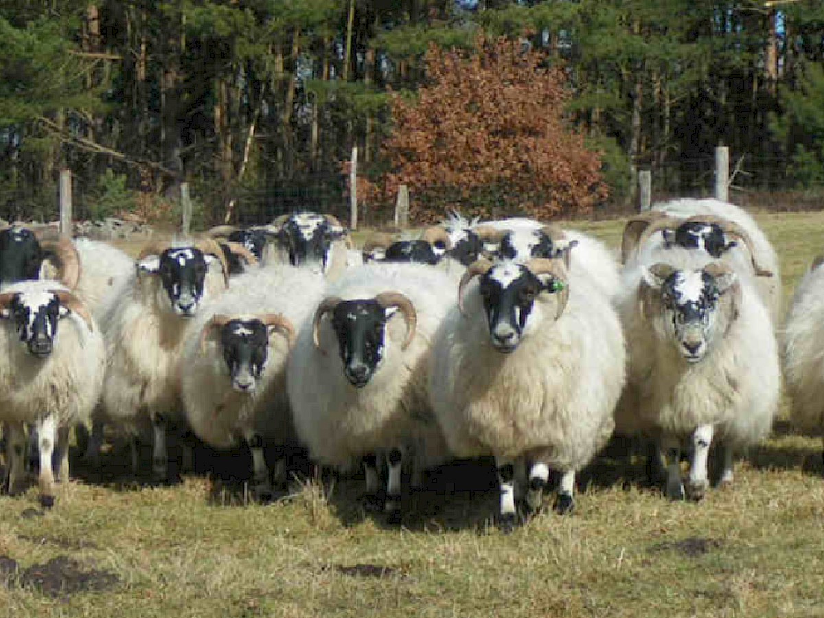 Scottish Blackface