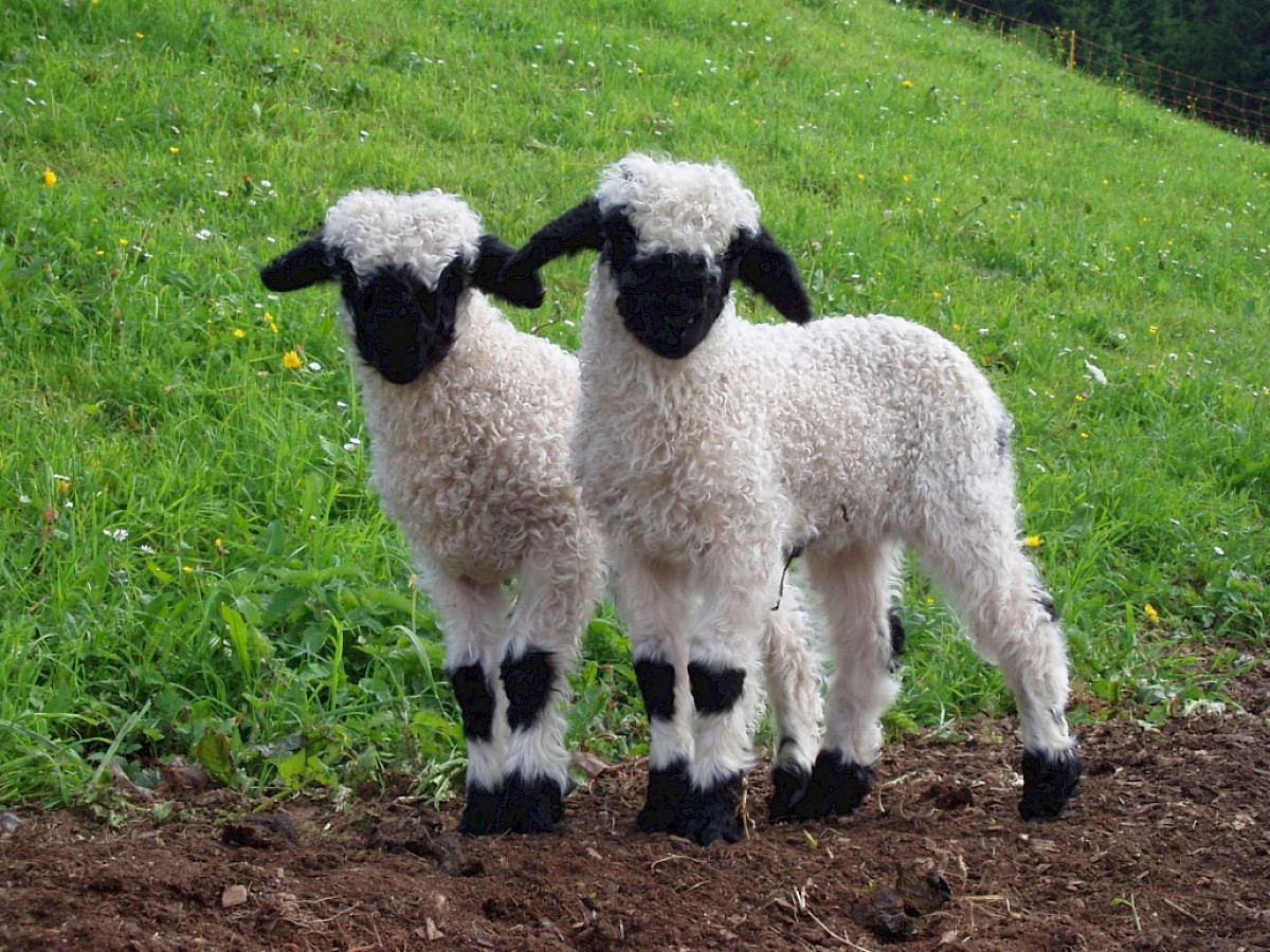 Waliser Schwarznasenschaf