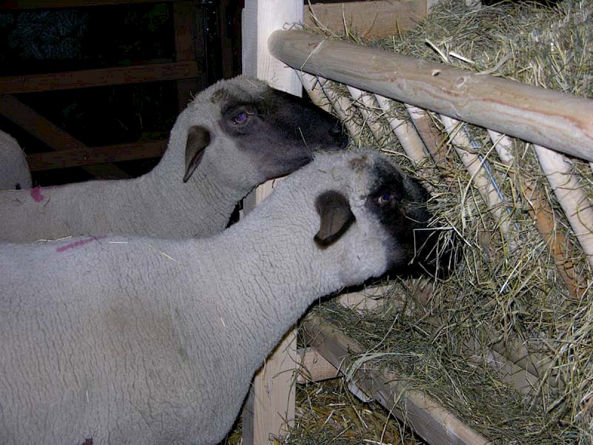 Schwarzköpfiges Fleischschaf
