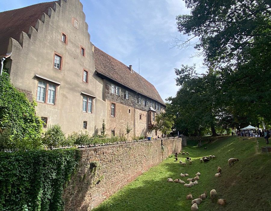 30. Odenwälder Schäfertag