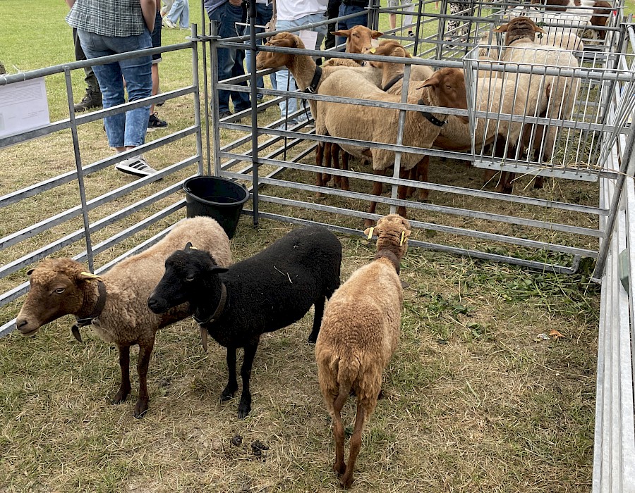 Mitglieder bei der Tierzuchtschau des Beerfeldener Pferdemarkt