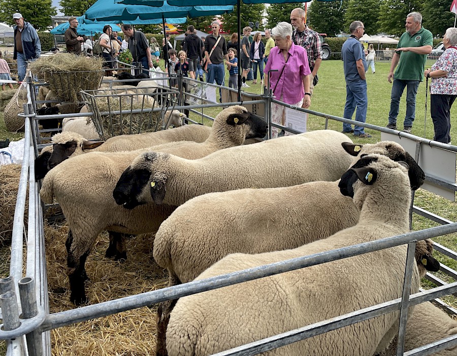 Mitglieder bei der Tierzuchtschau des Beerfeldener Pferdemarkt