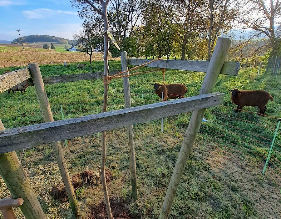 Mitglieder pflanzen 26 neue Obstbäume