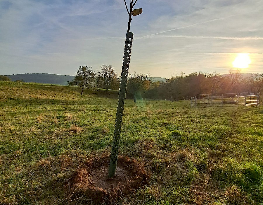 Mitglieder pflanzen 26 neue Obstbäume
