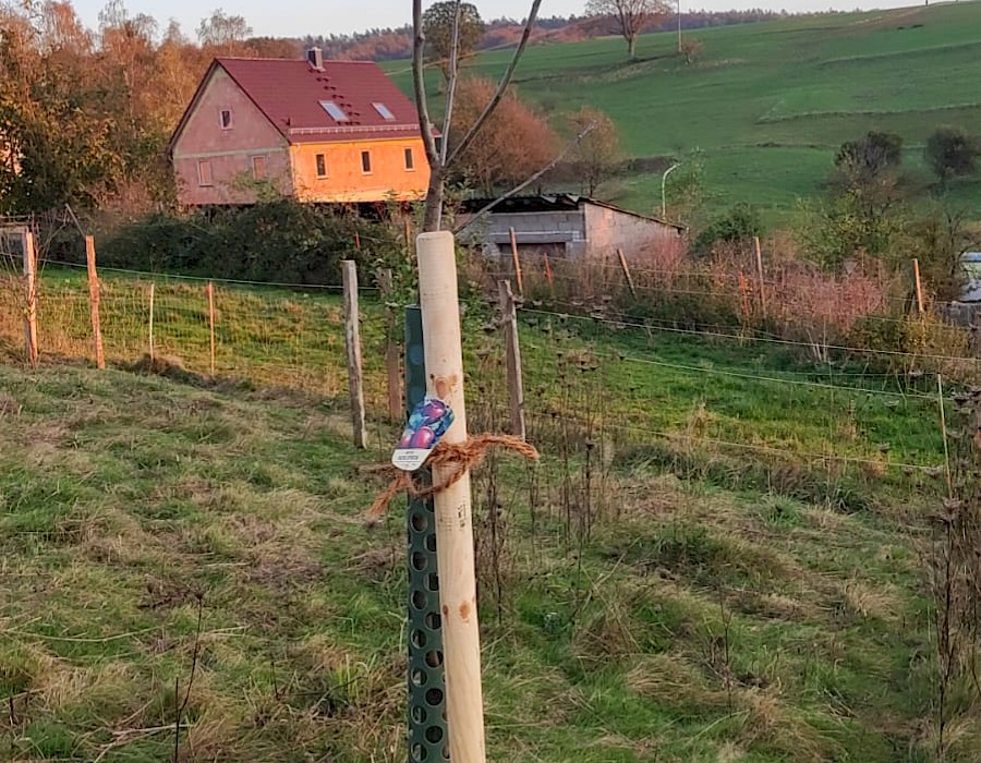 Mitglieder pflanzen 26 neue Obstbäume
