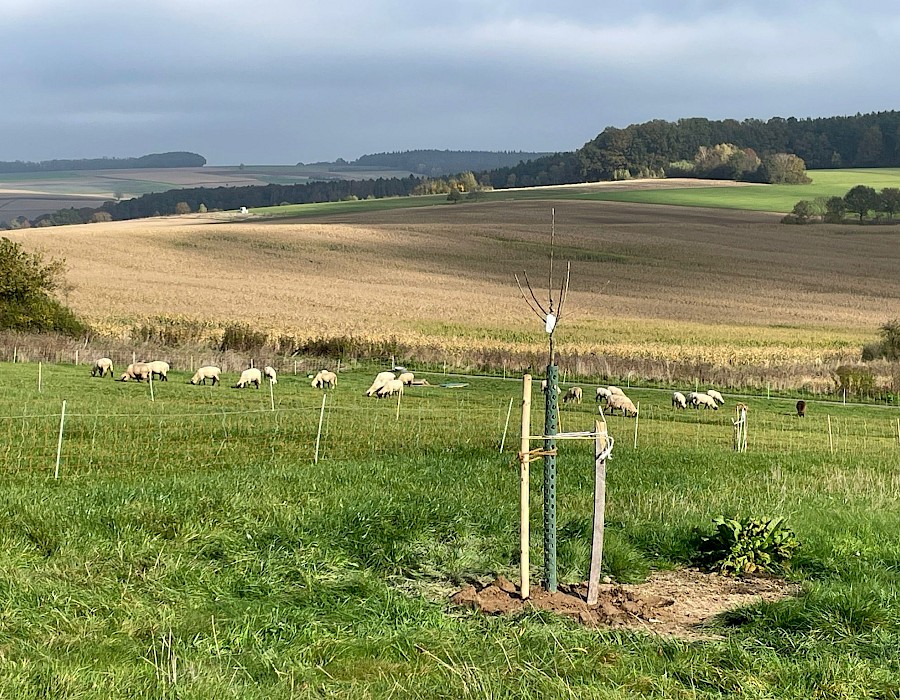 Mitglieder pflanzen 26 neue Obstbäume
