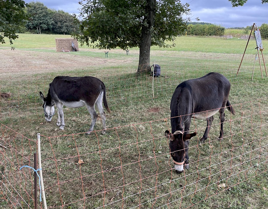 29. Odenwälder Schäfertag