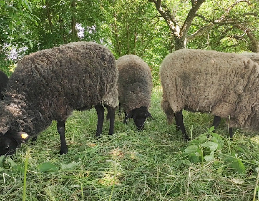28. Odenwälder Schäfertag