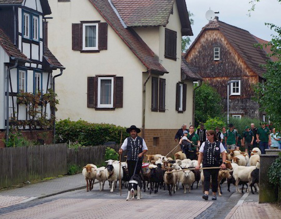28. Odenwälder Schäfertag
