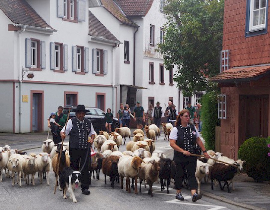 28. Odenwälder Schäfertag