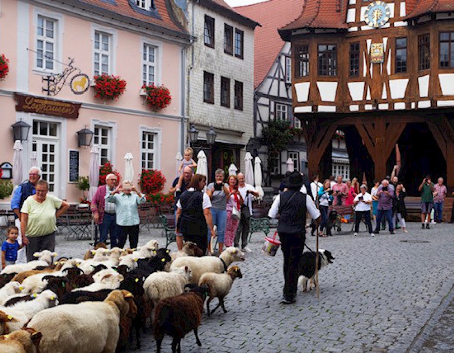 28. Odenwälder Schäfertag