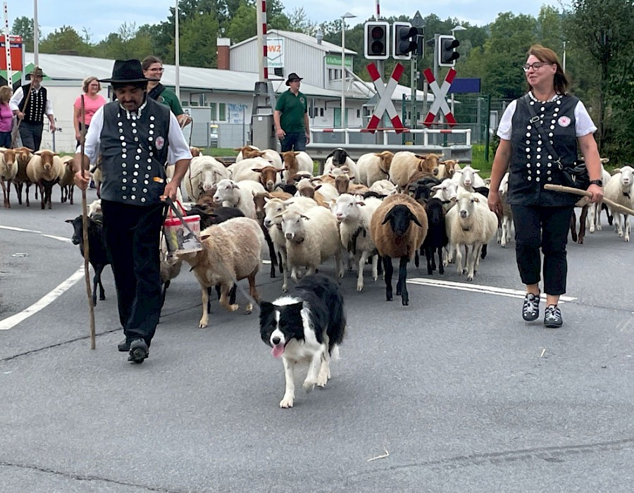 28. Odenwälder Schäfertag